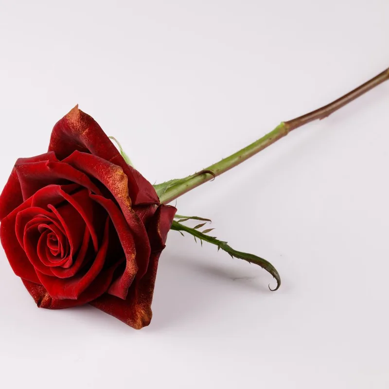 Rose à l'unité — glace artisanale premium par Gift & ENTREMETS By Ah Mes Goûts à Cotonou